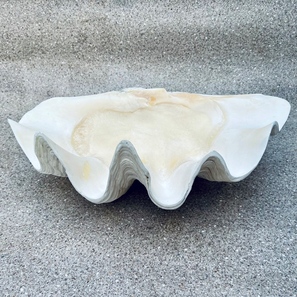 Tridacna gigas - Giant clam half A-Grade (59cm)
