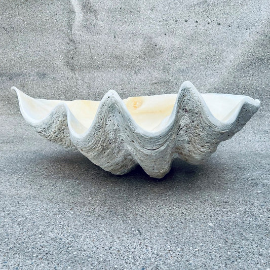 Tridacna gigas - Giant clam half A-Grade (71cm)