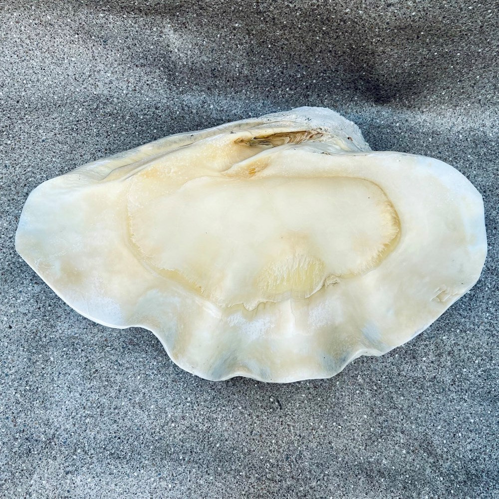 Tridacna gigas - Giant clam half A-Grade (71cm)