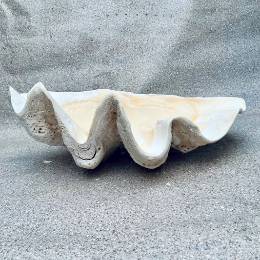 Tridacna gigas - Giant clam half B-Grade (73cm)