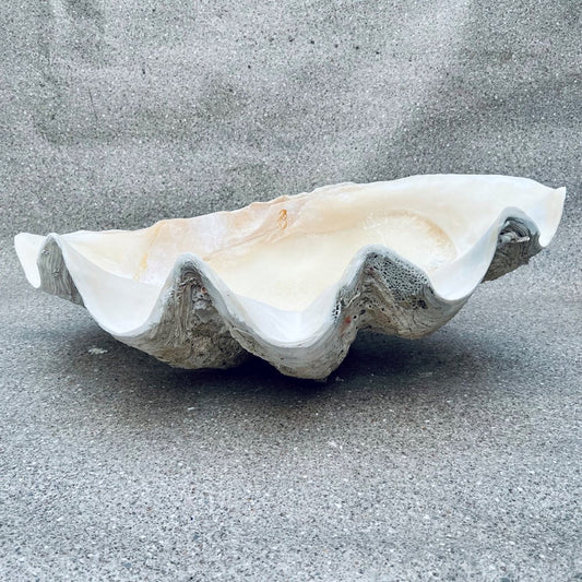 Tridacna gigas - Giant clam half B-Grade (74cm)