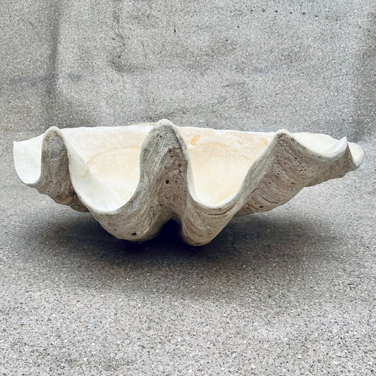 Tridacna gigas - Giant clam half B-Grade (74cm)