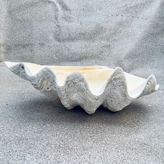 Tridacna gigas - Giant clam half A-Grade (77cm)