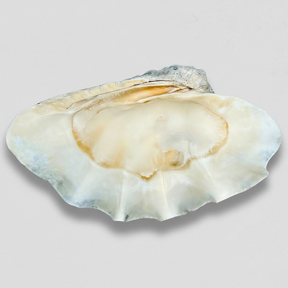 Tridacna gigas - Giant clam half A-Grade (77cm)