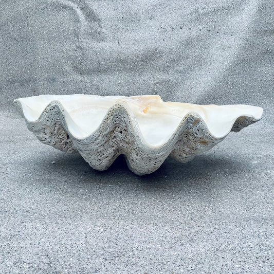 Tridacna gigas - Giant clam half A-Grade (80cm)