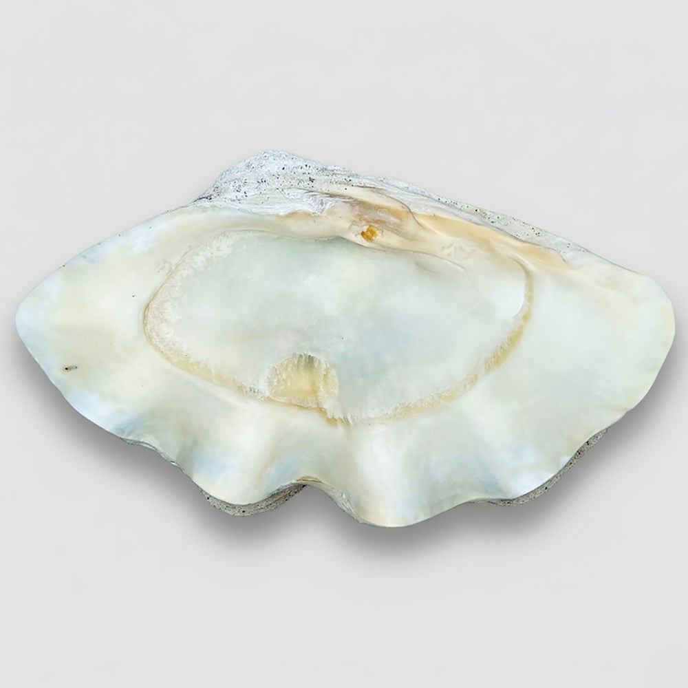 Tridacna gigas - Giant clam half A-Grade (80cm)