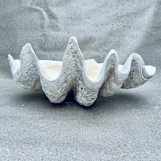 Tridacna gigas - Giant clam half A-Grade (84cm)