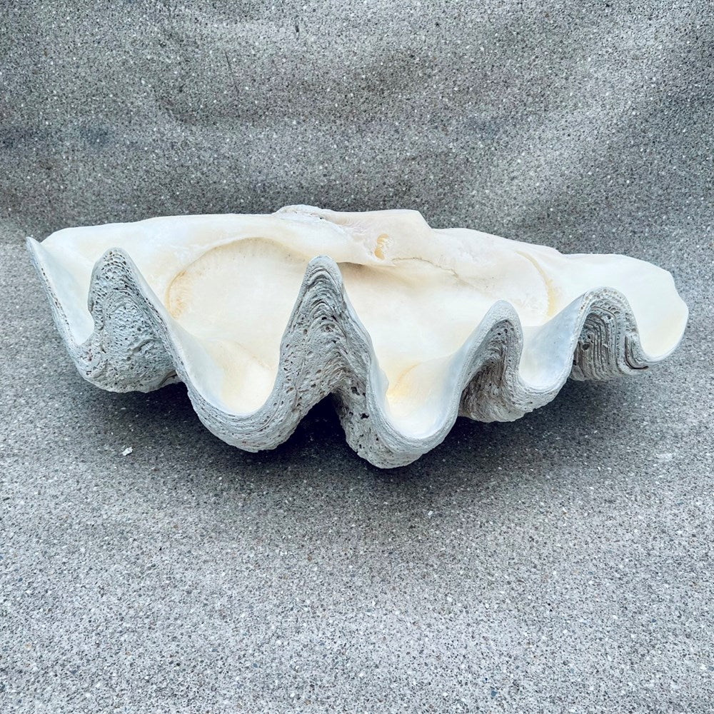 Tridacna gigas - Giant clam half A-Grade (84cm)