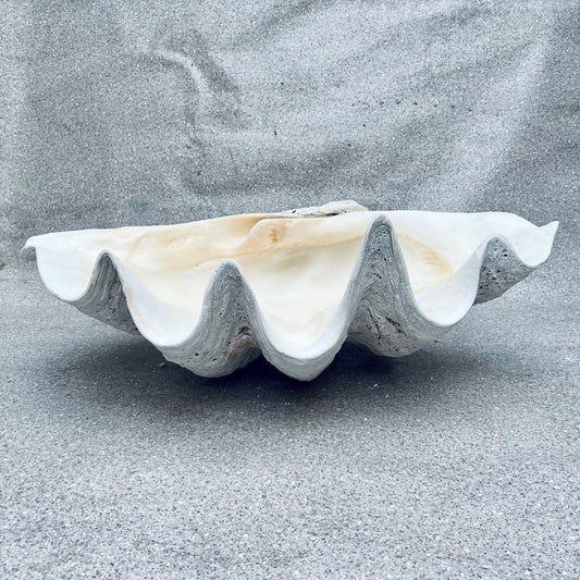 Tridacna gigas - Giant clam half B-Grade (89cm)