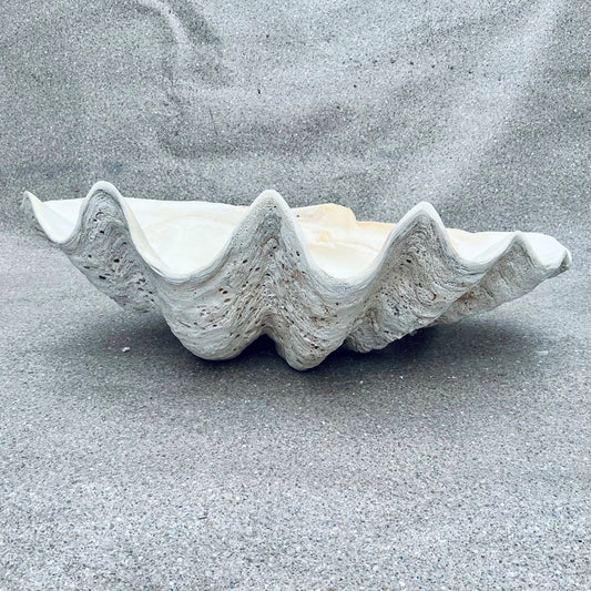 Tridacna gigas - Giant clam half A-Grade (89cm)