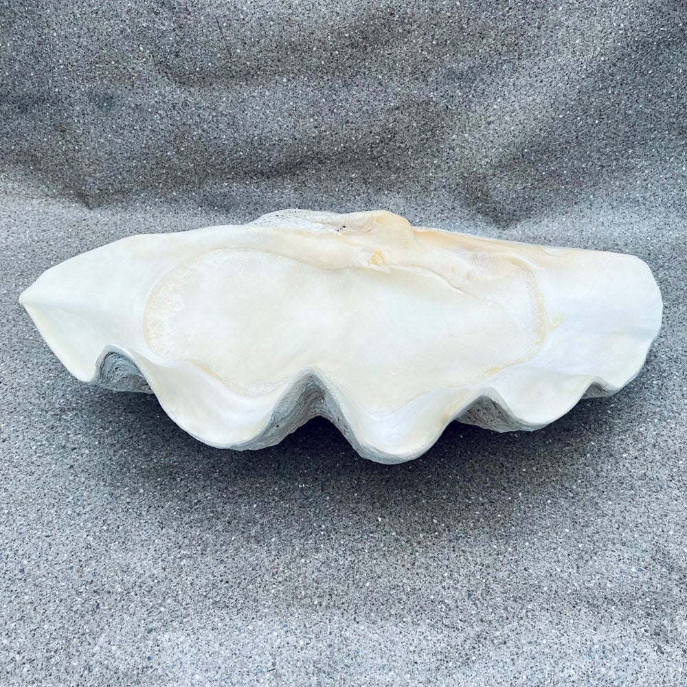 Tridacna gigas - Giant clam half A-Grade (89cm)