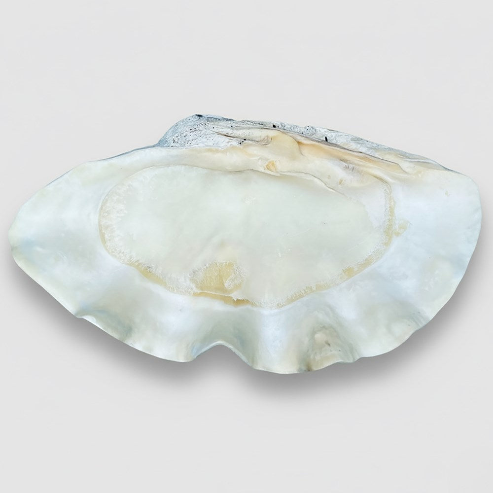 Tridacna gigas - Giant clam half A-Grade (89cm)