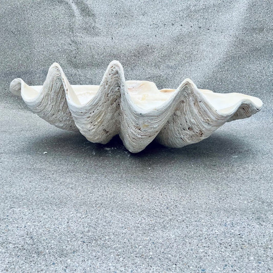 Tridacna gigas - Giant clam half S-Grade (94cm)