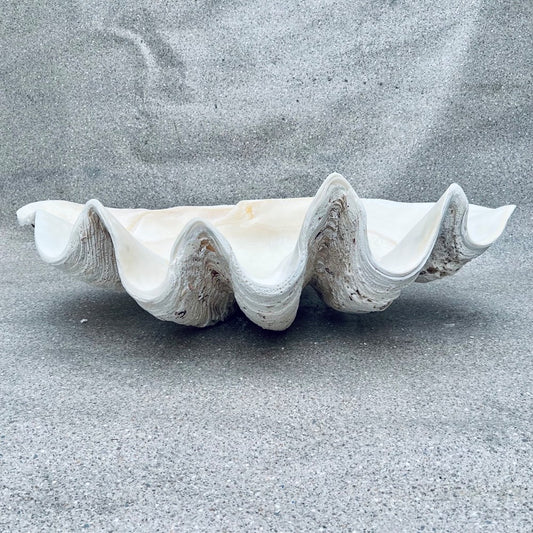 Tridacna gigas - Giant clam half S-Grade (95cm)