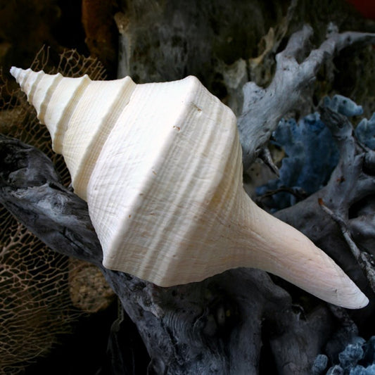 Syrinx aruanus white