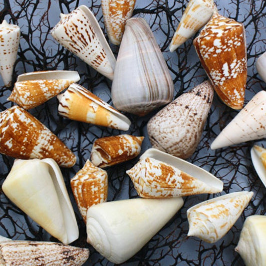 Cone shells assorted