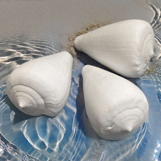 Conus betulinus all white