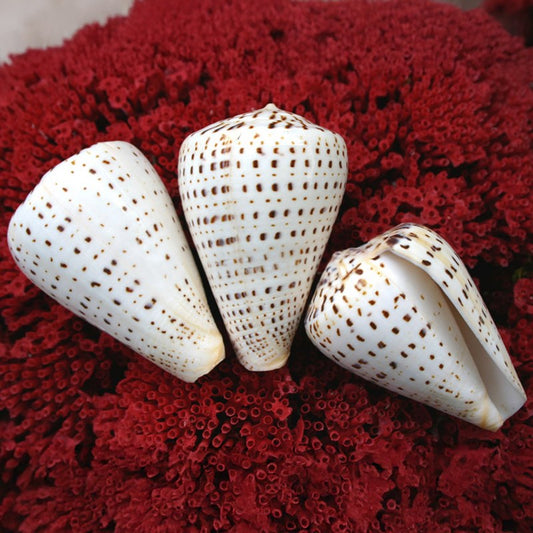 Conus betulinus white