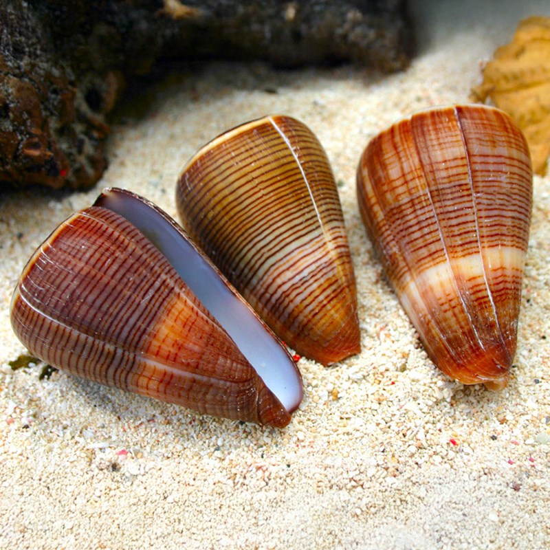 Conus figulinus