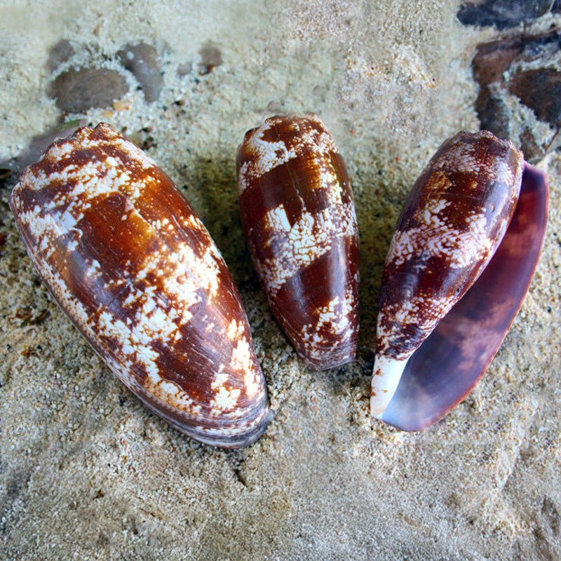 Conus geographus