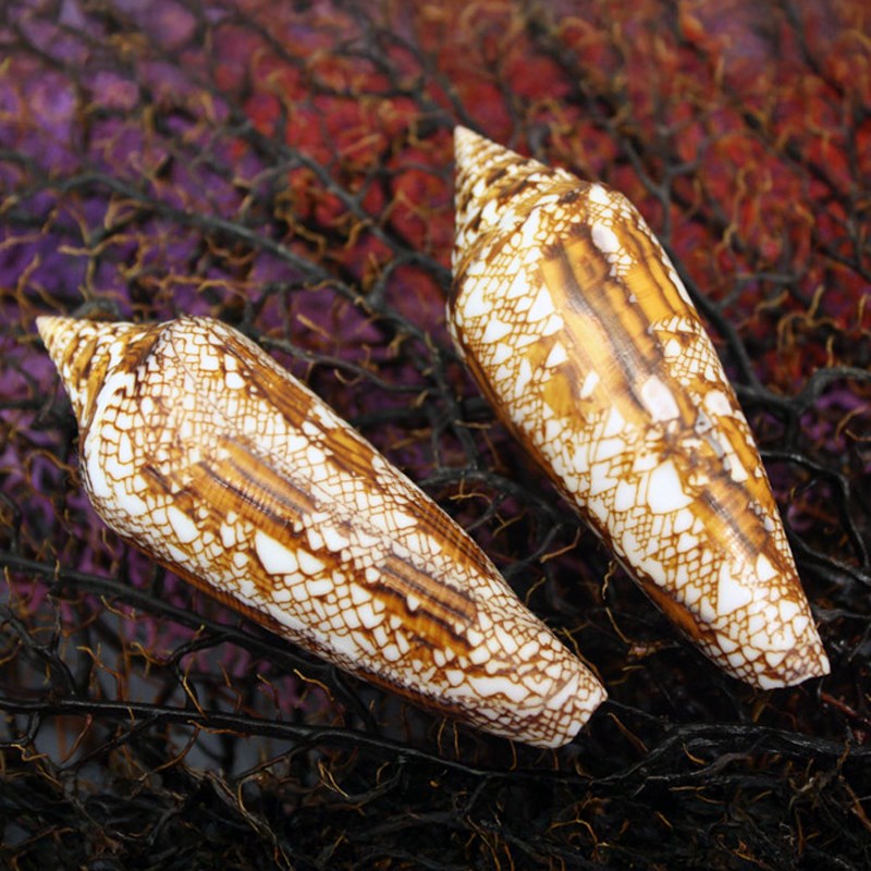 Conus bengalensis