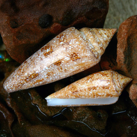 Conus gloriamaris