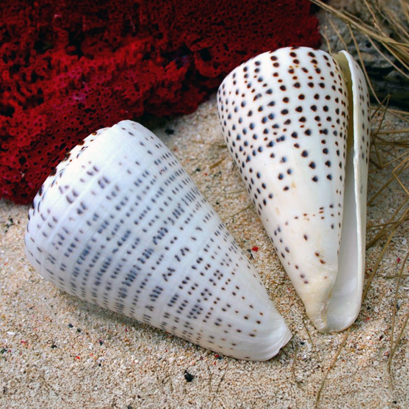 Conus leopardus