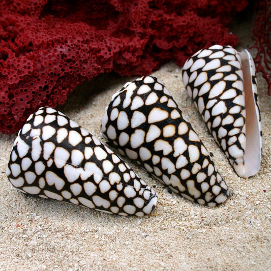 Conus marmoreus