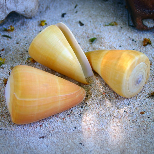 Conus quercinus cream