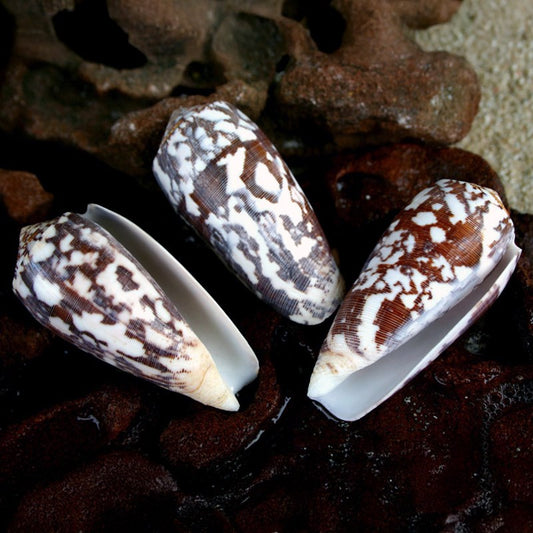 Conus striatus