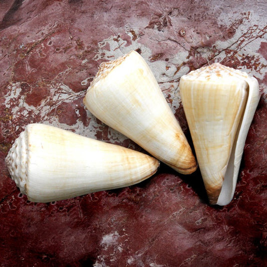 Conus virgo - heavy ivory white