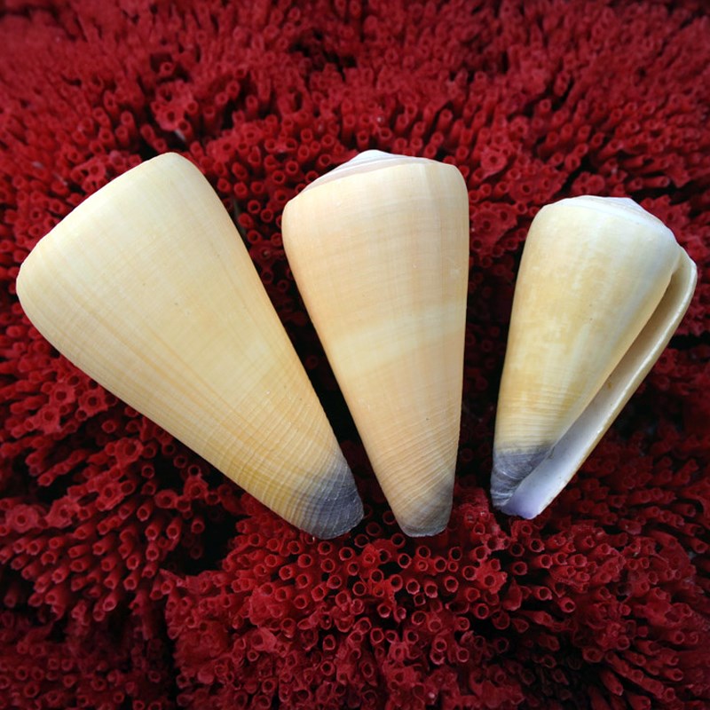 Conus virgo