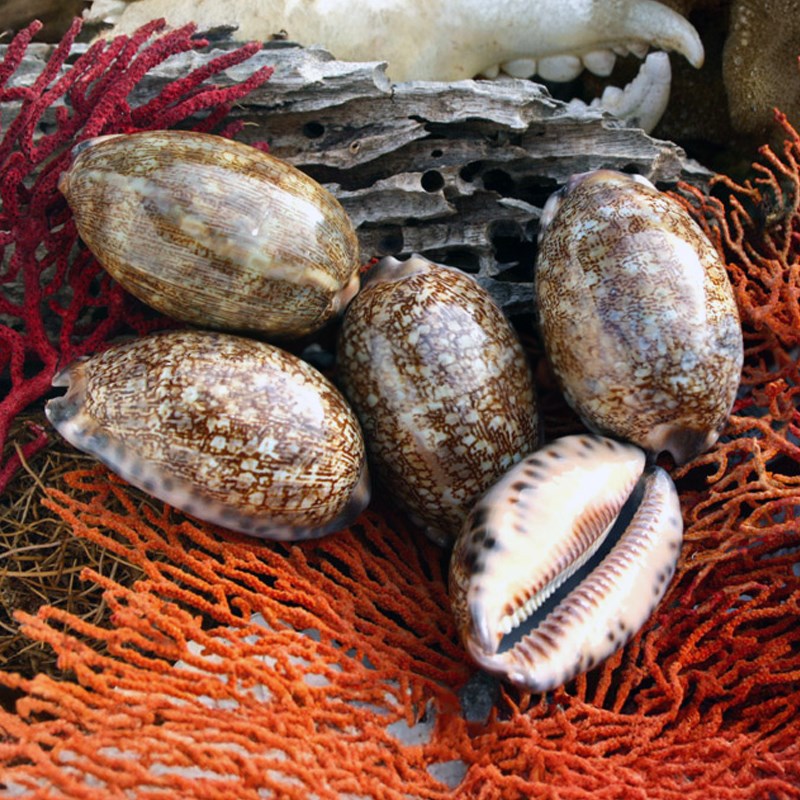 Cypraea arabica
