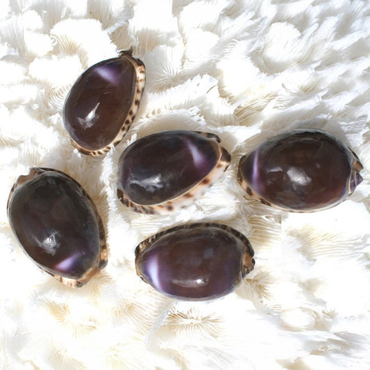 Cowries brown-black with purple flash polished