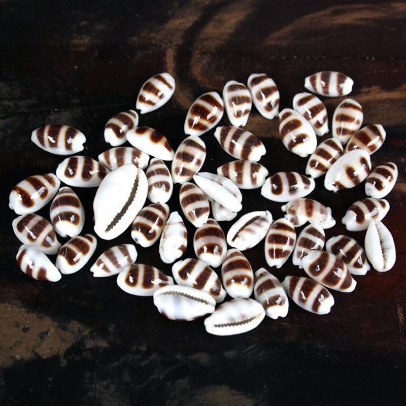 Cypraea asellus