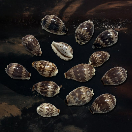 Cypraea dilucuium