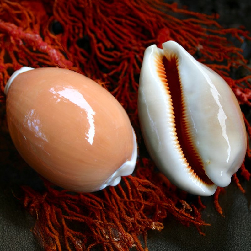 Cypraea aurantium