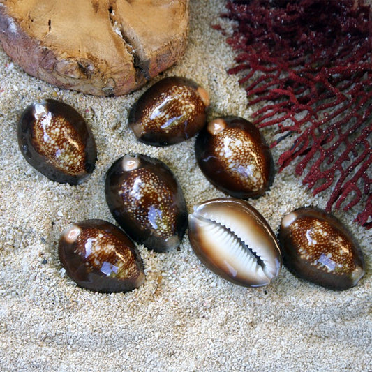 Cypraea caputserpentis large