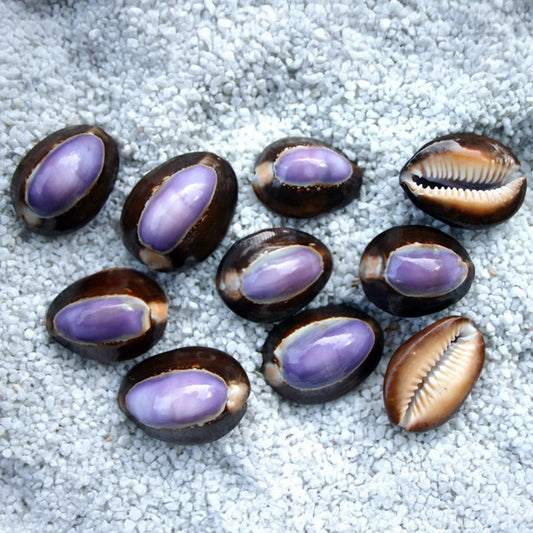 Cypraea caputserpentis purple top polished