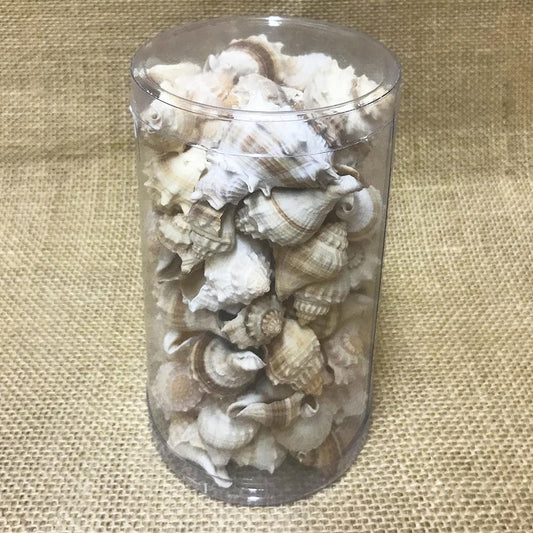 Shell cylinder tall - Melongena cream (Pack of 2)