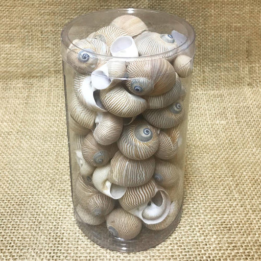 Shell cylinder tall - Natica lineata (Pack of 2)