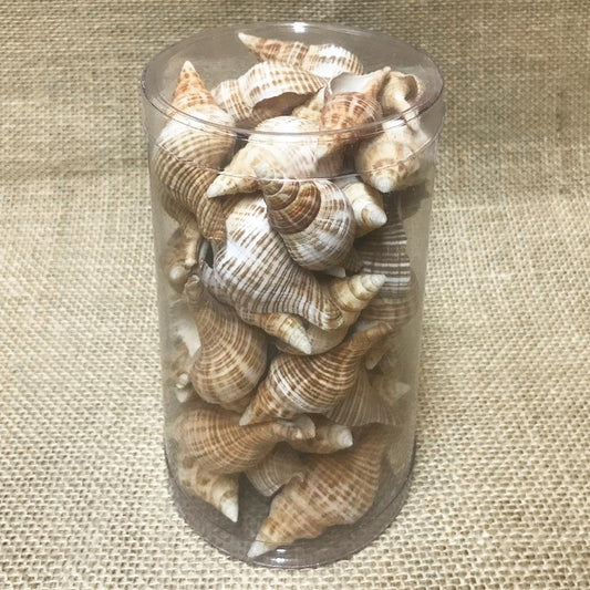 Shell cylinder tall - Fasciolaria filamentosa (Pack of 2)