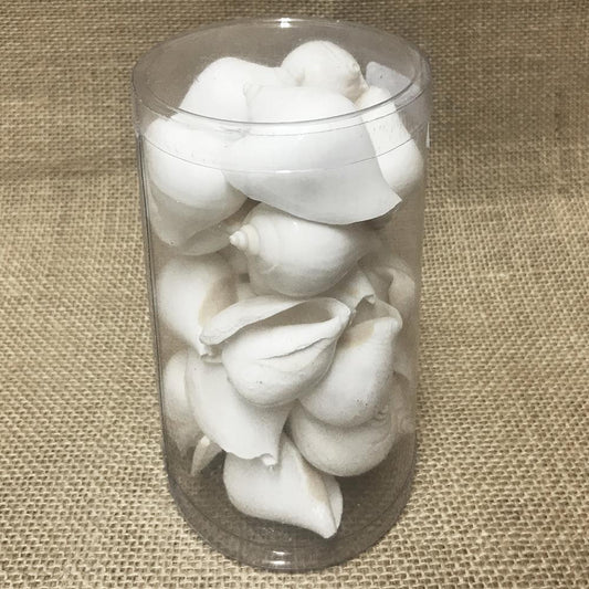Shell cylinder tall - Strombus canarium white (Pack of 2)