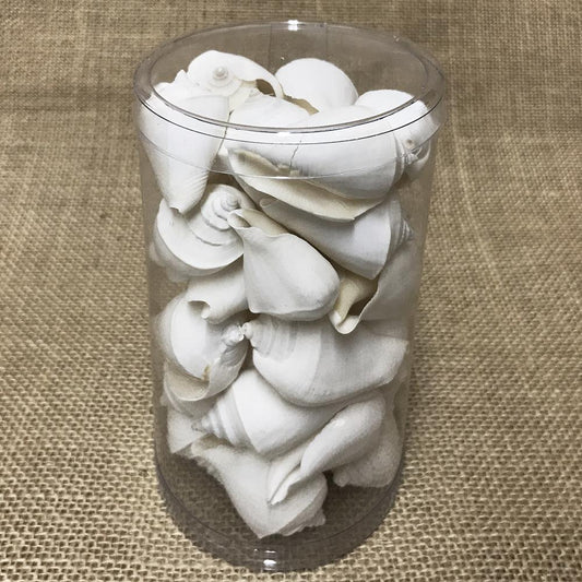 Shell cylinder tall - Strombus marginatus white (Pack of 2)