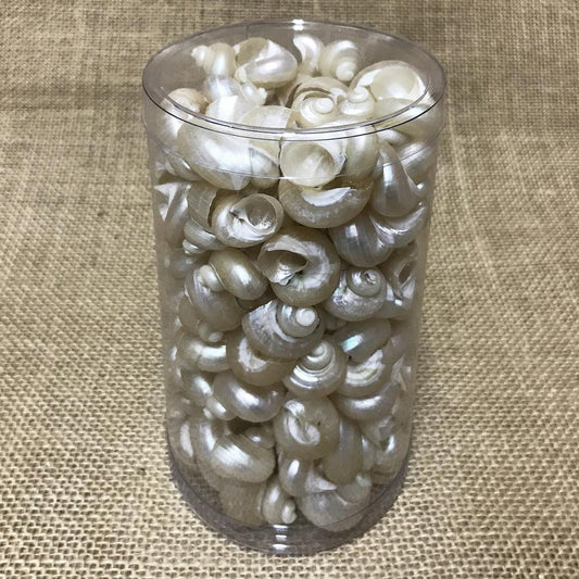 Shell cylinder tall - Turbo bruneus pearled (Pack of 2)