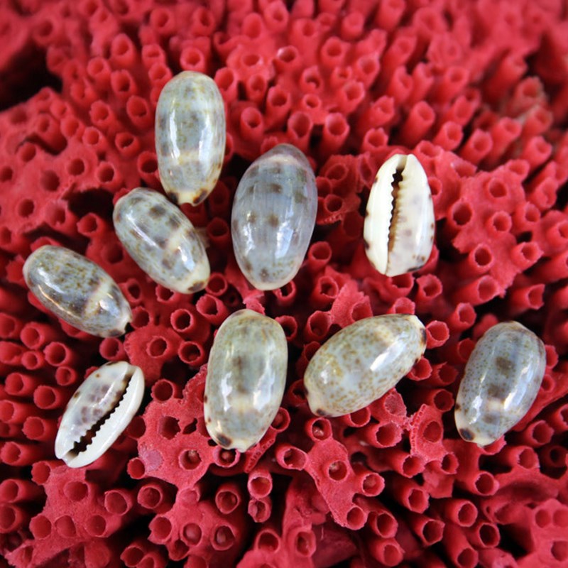 Cypraea felina