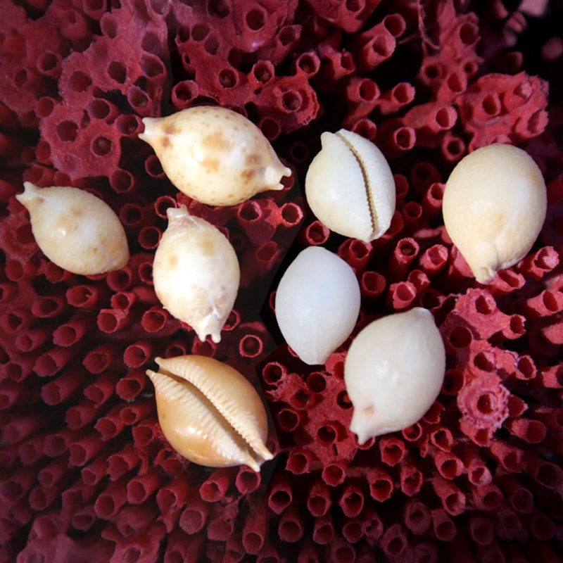 Cypraea globulus
