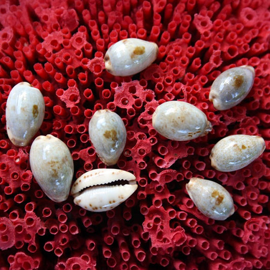 Cypraea gracilis macula