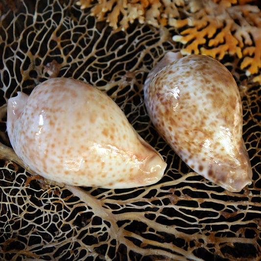 Cypraea hesitata