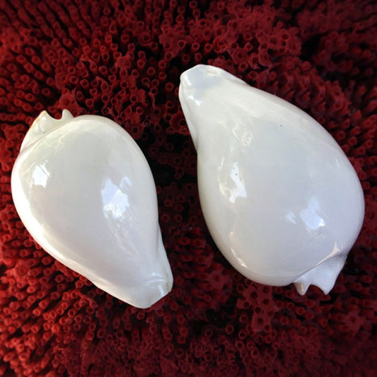 Cypraea hesitata albino